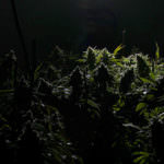 Marijuana Light Painting 3
