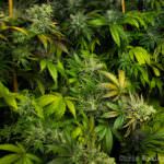 Marijuana Light Painting 4